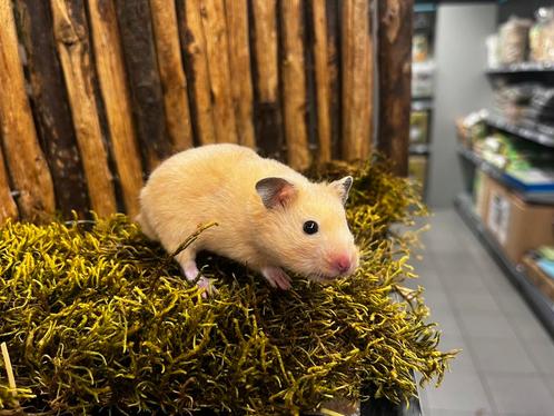 Jonge tamme goudhamsters (man) ( rechtstreeks van de fokker), Dieren en Toebehoren, Knaagdieren, Mannelijk, Hamster, Juli, Tam