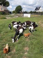 Geitjes en bokjes te koop / jonge dieren, Dieren en Toebehoren, Schapen, Geiten en Varkens, Meerdere dieren, Geit, 0 tot 2 jaar