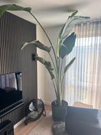 Strelitia Nicolai, Groene kamerplant, Ophalen, Overige soorten, 200 cm of meer