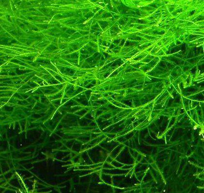 Javamos 100g, Ophalen of Verzenden, Zo goed als nieuw, Plant(en), Steen of Hout