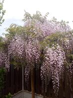 Oude roze regen boom, Volle zon, Lente, 100 tot 250 cm, Overige soorten