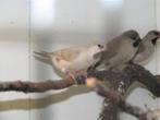 Te koop Spitsstaarten, Dieren en Toebehoren, Meerdere dieren, Tropenvogel, Tam