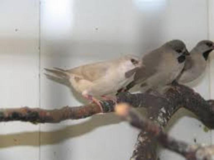 Te koop Spitsstaarten, Dieren en Toebehoren, Vogels | Overige Vogels, Tropenvogel, Meerdere dieren, Tam