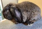 Lieve Franse Hangoor Ram, Dieren en Toebehoren, Konijnen, Mannelijk, Groot, Hangoor