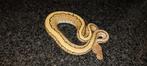 4.0 desert ghost dh clown genetic stripe  gene, Dieren en Toebehoren, Slang, 0 tot 2 jaar