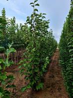 Magnolia 'Heaven 'Scent' 🌺 (beverboom), Tuin en Terras, Planten | Bomen, Ophalen, Lente, Volle zon, Overige soorten