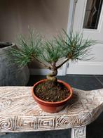 Pinus Sylvestris Bonsai, Tuin en Terras, Planten | Bomen, Bloeit niet, Halfschaduw, Minder dan 100 cm, Overige soorten