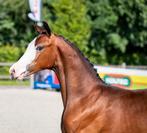 Bloedmooie jaarlingmerrie, Dieren en Toebehoren, Paarden, Merrie, Dressuurpaard, 0 tot 2 jaar