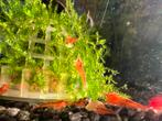 🦐Jonge Neocaridina Garnalen rood  🍒“ Red Cherry ” ZIE FOTO, Dieren en Toebehoren, Vissen | Aquariumvissen, Kreeft, Krab of Garnaal