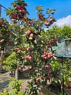 Biologische appelmoes en vijgenjam, Ophalen of Verzenden