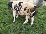 TE KOOP bb dikbil stier verkocht, Dieren en Toebehoren, Mannelijk