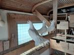 Pauwstaarten, Dieren en Toebehoren, Meerdere dieren, Overige soorten