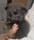 Mooie pomeriaan pup mag nest verlaten, Dieren en Toebehoren, Honden | Poolhonden, Keeshonden en Oertypen, 8 tot 15 weken, Eén hond