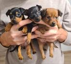 Raszuivere Praagse rattler Praszky Krysarik puppy, Nederland, Overige rassen, Meerdere, Meerdere dieren