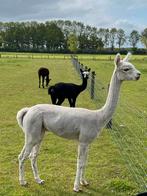 PRACHTIGE ALPACA DEKHENGST, Mannelijk, Voor 1 juli 2024