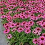 Echinacea (zonnehoed) in diverse kleuren in 2 liter pot knop, Ophalen, Zomer, Overige soorten, Volle zon