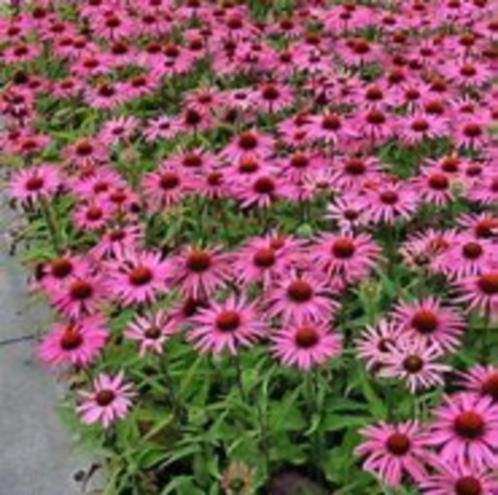 Echinacea (zonnehoed) in diverse kleuren in 2 liter pot knop, Tuin en Terras, Planten | Tuinplanten, Overige soorten, Volle zon