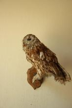 Taxidermie opgezette uil, Verzamelen, Dierenverzamelingen, Ophalen of Verzenden, Gebruikt, Opgezet dier