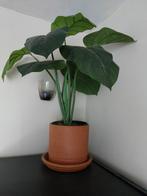 Netplant in terracotta pot, Ophalen, Overige soorten, Halfschaduw, In pot