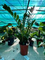 Zamioculcas zamiifolia. Pot 24. 1 meter hoog!!, Huis en Inrichting, Kamerplanten, Ophalen of Verzenden, Overige soorten