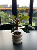 Madagascar Jewel - Euphorbia Leuconeura planten, Huis en Inrichting, Kamerplanten, Ophalen, Overige soorten, Halfschaduw, In pot