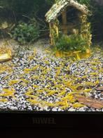 Yellow Neon Fire garnalen (mooi geel) | Neocaridina, Dieren en Toebehoren, Kreeft, Krab of Garnaal, Zoetwatervis