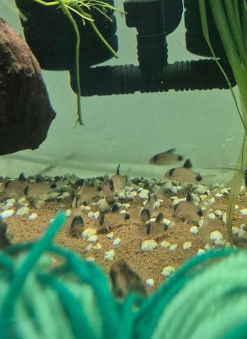 Panda corydoras  beschikbaar voor biedingen