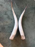LONGHORNS, zeer mooie staat, per stel ca.82cm of 93cm., Ophalen of Verzenden, Zo goed als nieuw