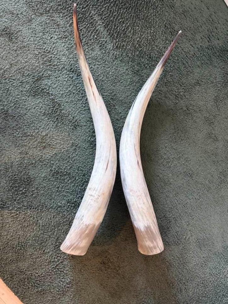 LONGHORNS, zeer mooie staat, per stel ca.82cm of 93cm., Huis en Inrichting, Woonaccessoires | Wanddecoraties, Zo goed als nieuw