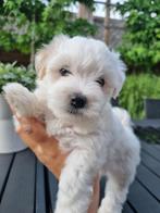 Maltezer, Dieren en Toebehoren, België, Maltezer, Particulier, 8 tot 15 weken