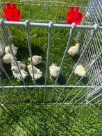 Jonge zijhoenders, Dieren en Toebehoren, Pluimvee, Meerdere dieren