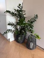 Zamioculcas / Emerald Palm inclusief Capi bloempot, Ophalen, 100 tot 150 cm, Overige soorten, Halfschaduw