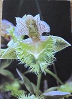 Orchidee op nieuwe ansichtkaart - uitgave Krüger, Verzamelen, Ansichtkaarten | Themakaarten, Verzenden, 1980 tot heden, Ongelopen