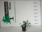 Nepeta racemosa 'Snowflake' - Witte Kattenkruid, Tuin en Terras, Planten | Tuinplanten, Ophalen, Volle zon, Vaste plant, Kruiden