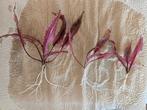 Cryptocoryne Pink Flamingo - ook verzenden, Dieren en Toebehoren, Ophalen of Verzenden, Nieuw, Plant(en), Steen of Hout
