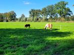 Stalling voor onze shetlanders, Dieren en Toebehoren, Stalling en Weidegang, Stalling