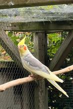 Valkparkiet man lutino bont 8wk oud net uitgevlogen, Dieren en Toebehoren, Vogels | Parkieten en Papegaaien, Geslacht onbekend