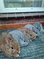 Jonge kleurdwergen/ dwergkonijntjes, Dieren en Toebehoren, Meerdere dieren, Dwerg