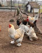 Hele grote Brahma hanen, Dieren en Toebehoren, Pluimvee, Mannelijk, Kip