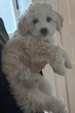 Maltipoo pup 3 maanden, Eén hond, Nederland, Particulier, Reu