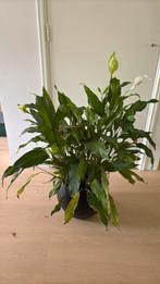 (Grote) Lepelplant plant in pot, aronskelk familie, Ophalen of Verzenden, Overige soorten, In pot, Minder dan 100 cm