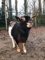 Te koop onze lieve Frits hoornloze dwerg bok, Dieren en Toebehoren, Mannelijk