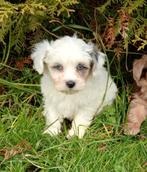 Prachtige kleine boomer pups, Dieren en Toebehoren, Honden | Chihuahua's en Gezelschapshonden, Overige rassen, Meerdere, Meerdere dieren