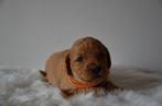 Te koop labradoodle pups, Dieren en Toebehoren, Parvo, 8 tot 15 weken, Meerdere, Meerdere dieren