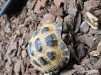 Russische vierteen landschildpad 2024, Hagedis, 0 tot 2 jaar