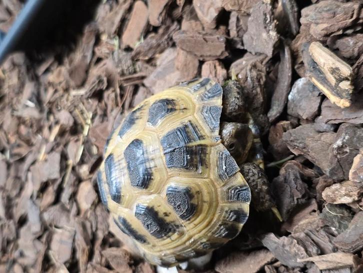 Russische vierteen landschildpad 2024, Dieren en Toebehoren, Reptielen en Amfibieën, Hagedis, 0 tot 2 jaar