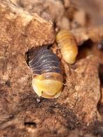 Pissebedden te koop! Cubaris - Armadillidium - Porcellio, Overige soorten