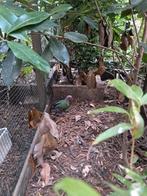 Groenvleugelduif doffer 2024., Dieren en Toebehoren, Vogels | Overige Vogels, Mannelijk, Tropenvogel