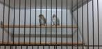 Rostrata barmsijs Groenlandse barmsijs XXL, Meerdere dieren, Wildzangvogel, Geringd