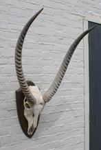 Schedel Afrikaanse WATERBUCK / WATERBOK op houten schild, Ophalen, Gebruikt, Wild dier, Schedel